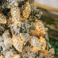 Electroplated Christmas Pine Cone String Light Warm White