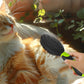 2PCS Pet Grooming Tools Pet Bath Brush Deshedding Dog Brush Suitable For Dogs Cats and Horses