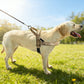 Mesh Padded Dog Harness No-Pull Vest