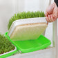 5 Pack Seed Sprouter Trays for Microgreens Soil-Free Growing with Drain Holes