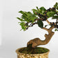 2 Rolls Anodized Aluminum Bonsai Training Wires