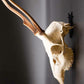 6Pcs European Mount Skull Hanger Deer Antler Bracket Heavy Duty Stainless Steel