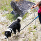 2 in 1 Hands Free Running Dog Leash for Walking Jogging