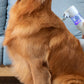 2-in-1 Electric Cordless Pet Flea Comb Grooming Vacuum