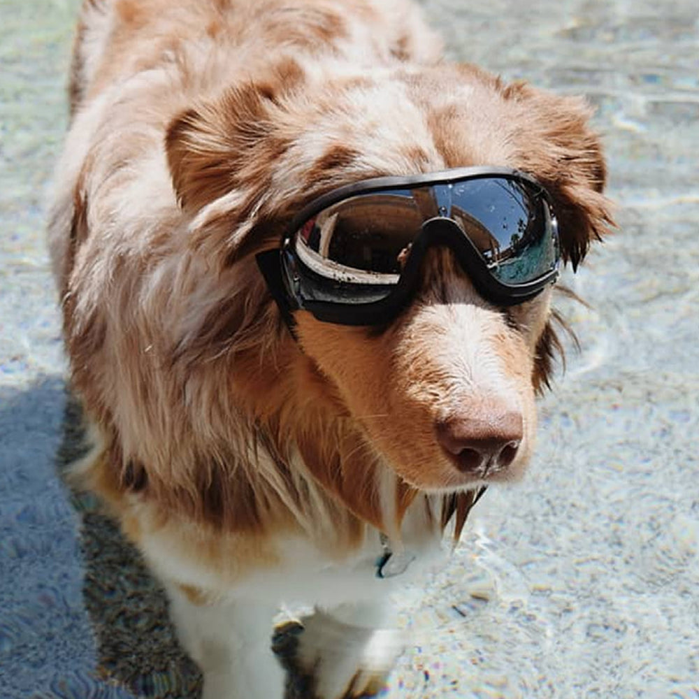 Fashion Pet Goggles