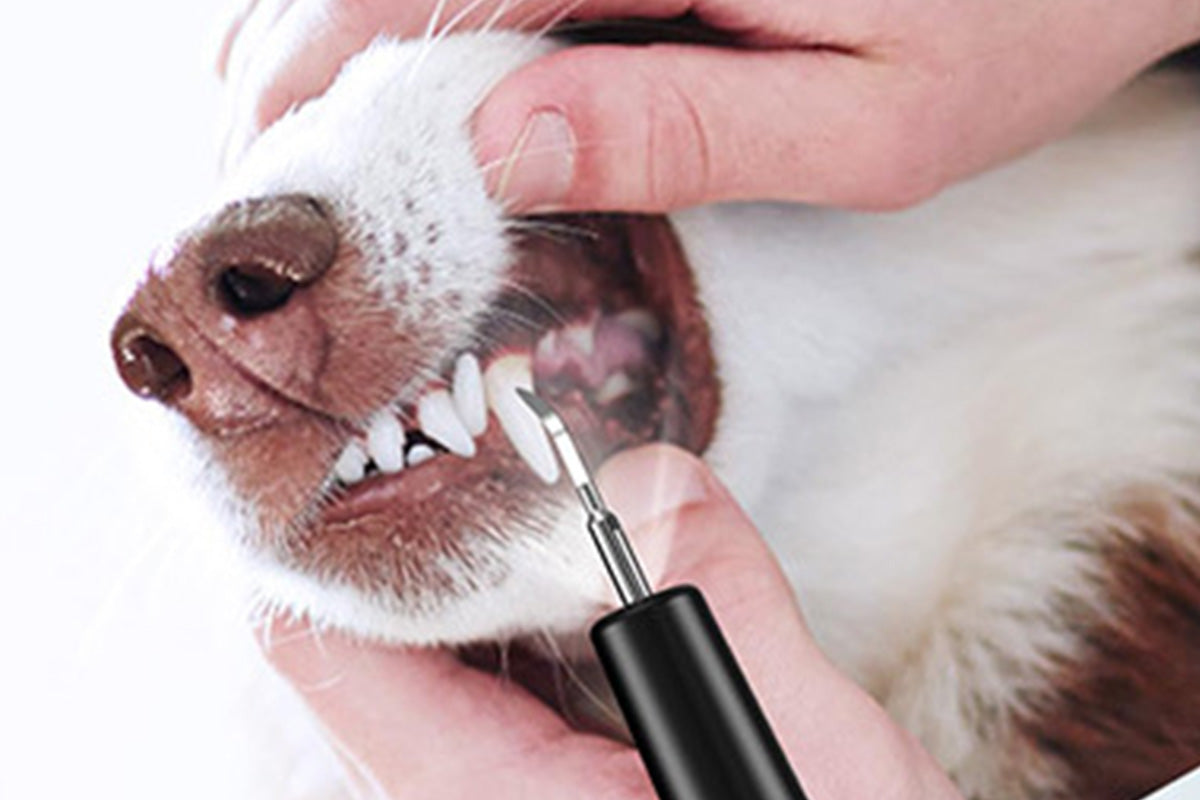 Ultrasonic Pet Plaque Remover for Dogs and Cats Electric Teeth Cleaner