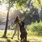 Retractable Dog Teaser Wand Pet Interactive Toy Kit