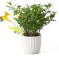 9Pcs Plant Pot Watering Funnel Color Leaf Plant Watering Devices Watering Spikes Plant Leaf Shape