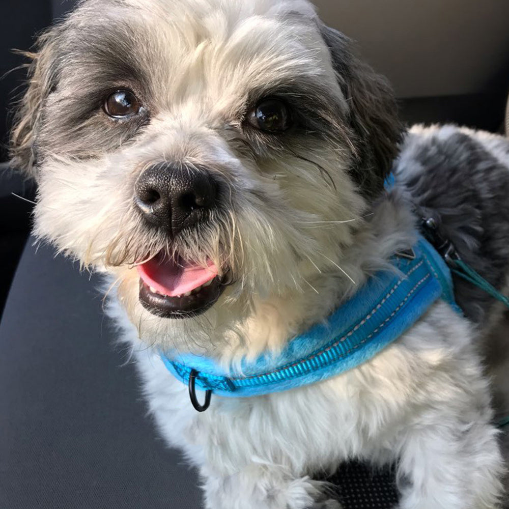 No Pull Front Clip Dog Vest Harness and Leash Set