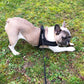 No Pull Front Clip Dog Vest Harness and Leash Set