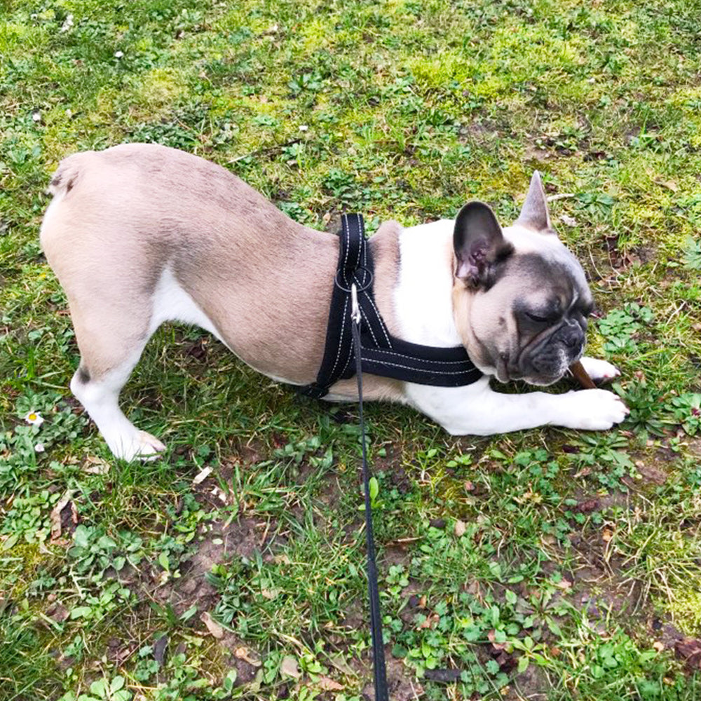 No Pull Front Clip Dog Vest Harness and Leash Set