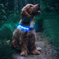 LED Rechargeable Dog Collar Pet Collar with Protective Case for Apple Air Tag