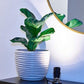 LED Plant Spot Lights Indoor Plant Lamp 3 Color Lighting Modes Accent Lighting Spotlight for Plants