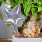 2-Pack Water-Releasing Bird- or Star-Shaped Stakes