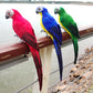 6-Pack Artificial Parrot Feathered Bird Garden Ornament 25cm