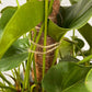 Moss Pole Bendable Plant Stakes for Climbing Plants