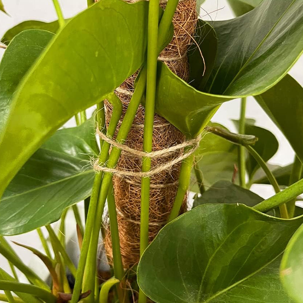 Moss Pole Bendable Plant Stakes for Climbing Plants