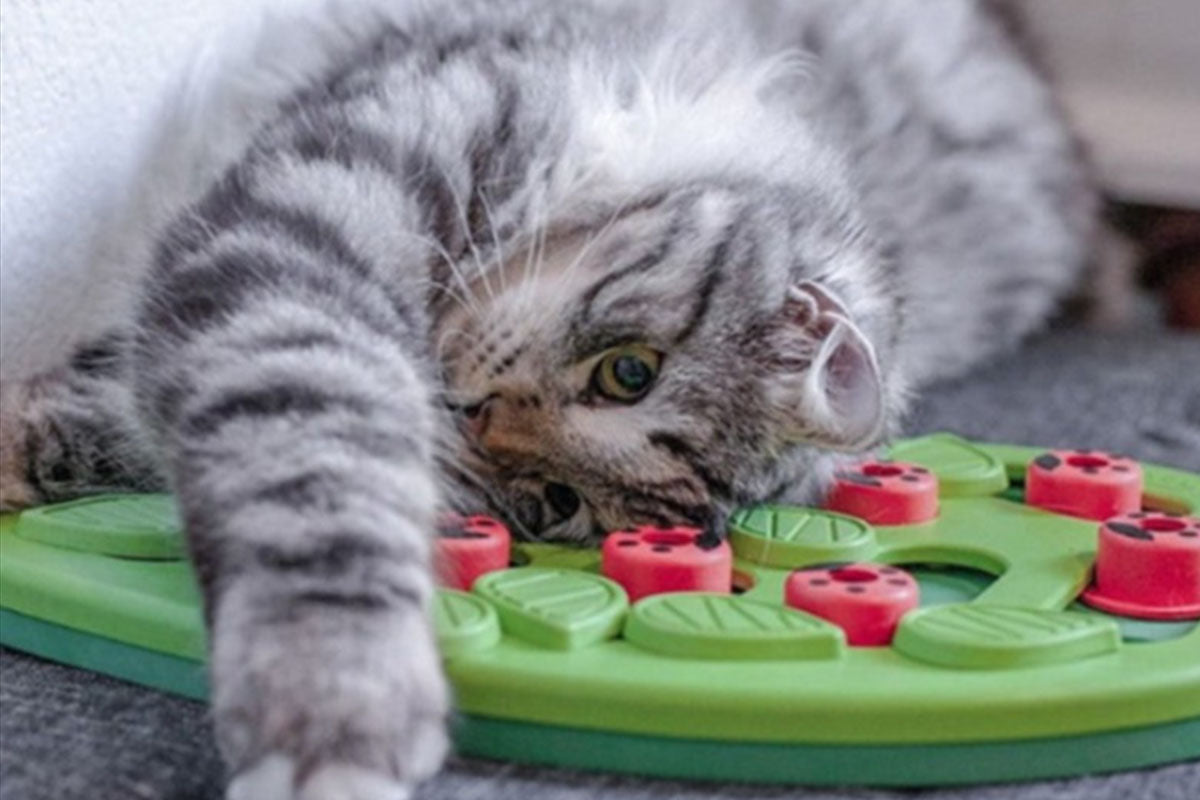 Interactive Cat Puzzle Feeder Treat Dispenser