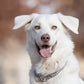 Dog Training Slip Collar Double-Row Chain for Large Dogs