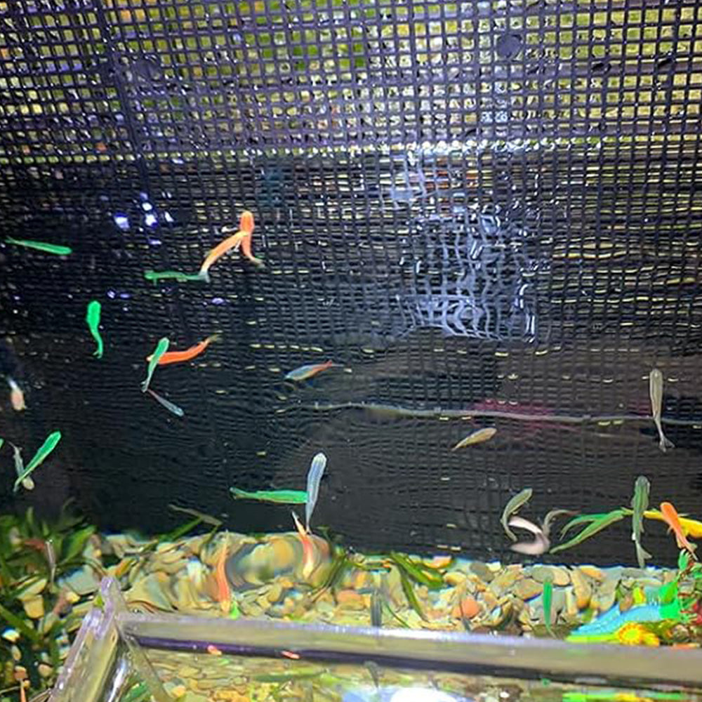 8 Piece Plastic Aquarium Grid Divider Set for Fish Tanks and Breeding