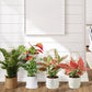 4Pcs Plant Trellis Metal Potted Houseplant Trellis Climbing Plants Support Stake