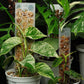 Moss Pole Plant Extension Support Tall Plant Sticks Support for Climbing Plants