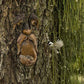 2Pcs Resin Old Man Face Sculpture Bird Feeder for Outdoor Decoration