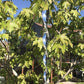 6Pcs Hanging Bird Repellent Reflective Scare Rods Spiral Deterrent Control Device Lot