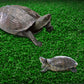 Cora Turtle Basking Platform Ramp Reptile Resting Terrace Simulation