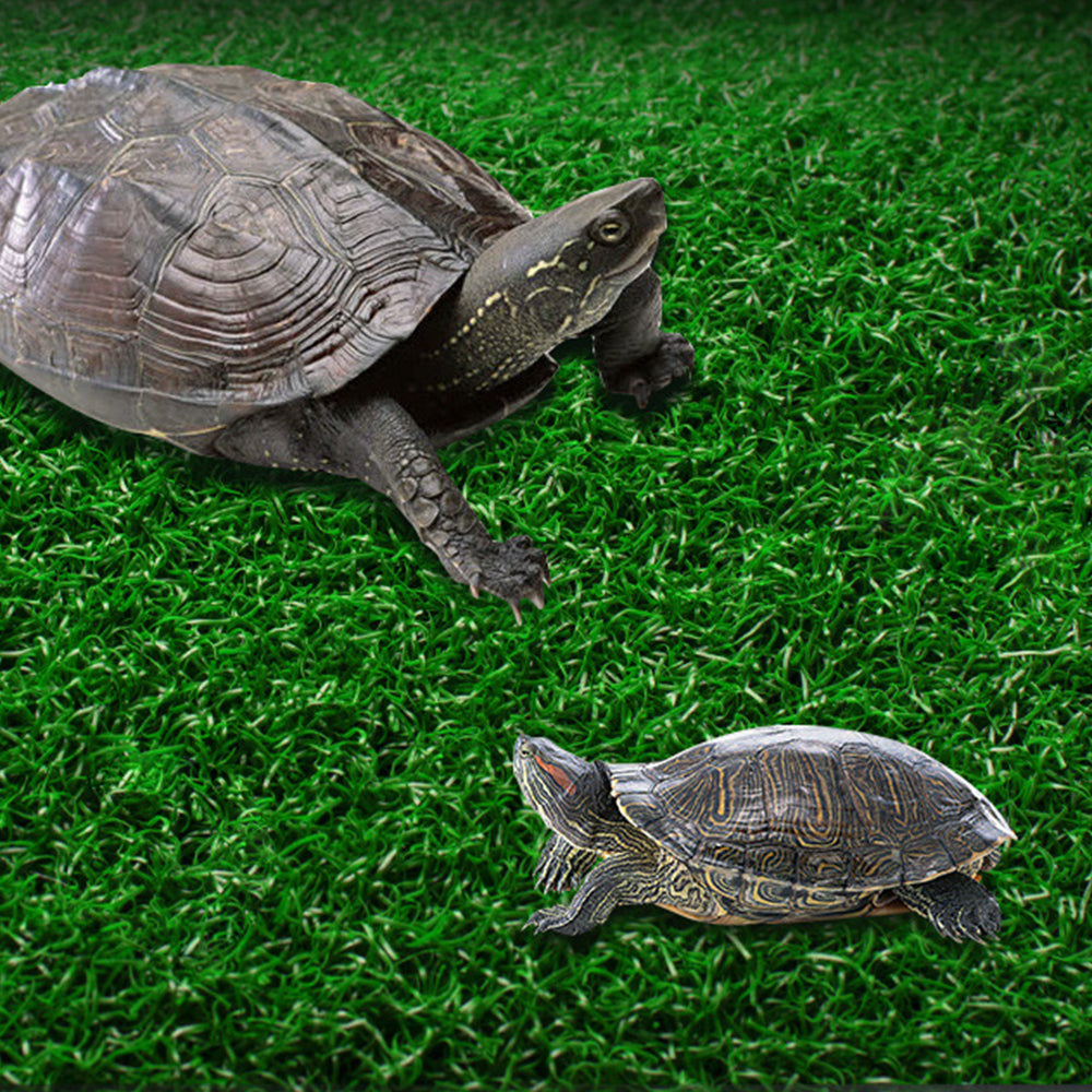 Cora Turtle Basking Platform Ramp Reptile Resting Terrace Simulation