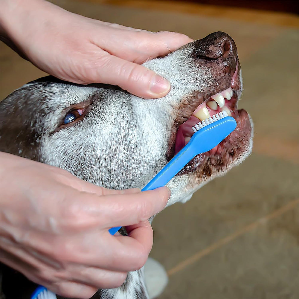 10 Pcs Pet Toothbrush Dual-End Long Handle for Dogs Cats