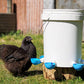 10Pcs Automatic Chicken Drinking Bowl Feeder
