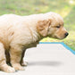200 Pack 60x60cm Five Layer Super Absorbent Puppy and Dog Training Pads