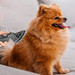 Dog Pet Grooming Vacuum Brush Kit for Dyson V7 V8 V10 V11 Vacuum