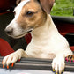 12 Colors Pet Nail Polish Marker Pens Set