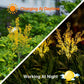 2Pcs Aritificial Solar Canola Flowers Lights Outdoor Garden Decor