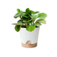 Set of 6Pcs Self Watering Planters Nursery Plant Pots with Drainage Hole for Indoor Outdoor Plants