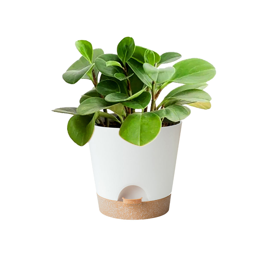 Set of 6Pcs Self Watering Planters Nursery Plant Pots with Drainage Hole for Indoor Outdoor Plants