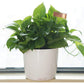 25Pcs Copper Metal Plant Tags Plant Labels Plant Nursery Tags