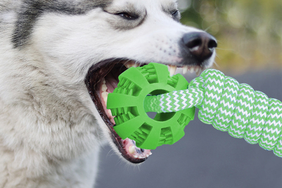 Interactive Dog Rope Toy with Elastic Bungee and Chew Ball for Indoor Outdoor Play