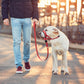 Adjustable Dog Head Halter Collar for Long-Snout Dogs
