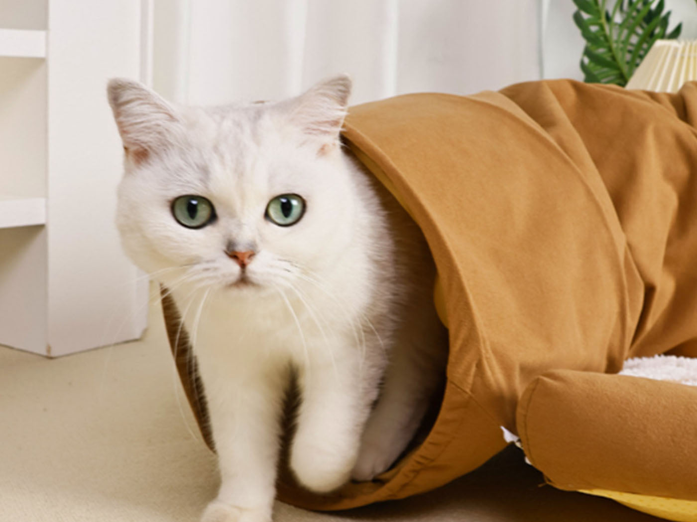Cat Tunnel Bed for Indoor with Collapsible Washable Design