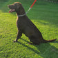 Dog Training Slip Collar Double-Row Chain for Large Dogs