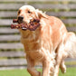 Nylon Indestructible Dog Chew Toy for Aggressive Chewers
