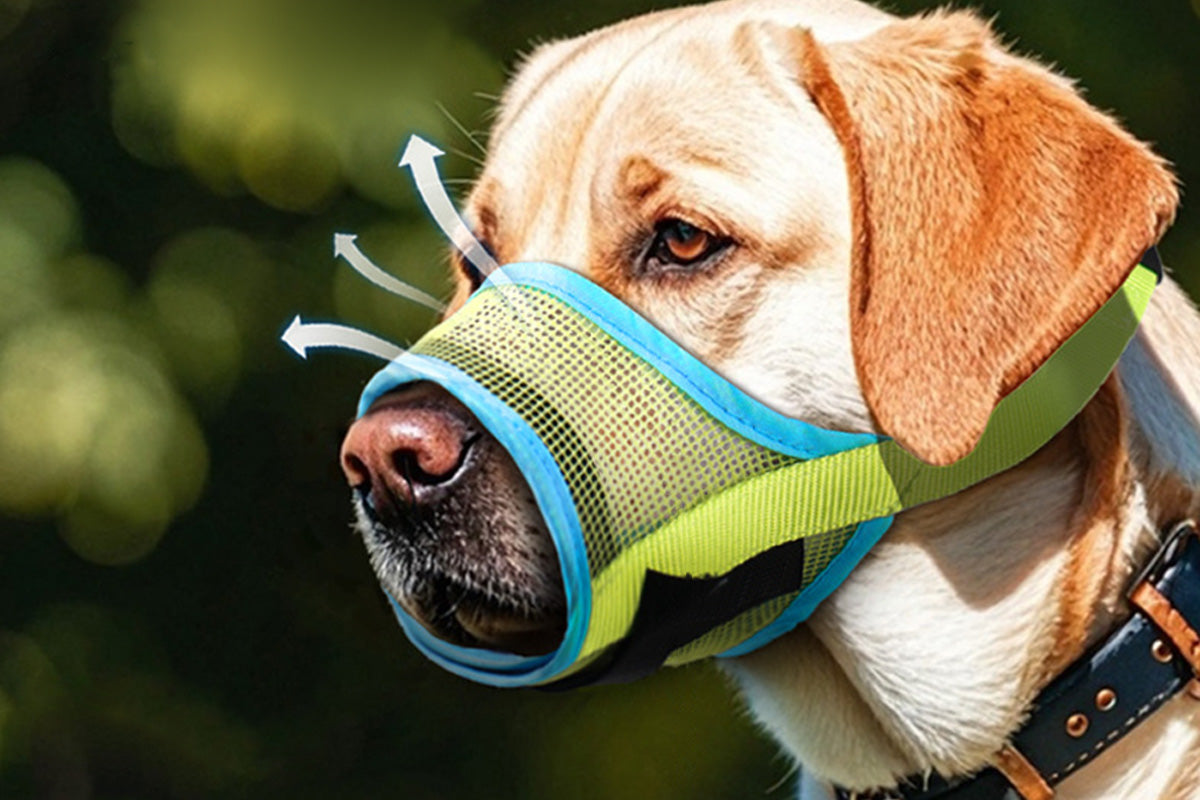 Dog Muzzle Air Mesh Adjustable Mouth Guard for Bark and Scavenging Prevention-Green