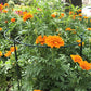 6PCS Plant Supports Stakes Half Round Garden Stakes Plant Support Green Plant Support Ring Border