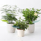 9Pcs Plant Pot Watering Funnel Color Leaf Plant Watering Devices Watering Spikes Plant Leaf Shape