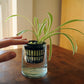 Grow Starter Rockwool Cubes Hydroponics Plant Net Cup Basket Aquaponic