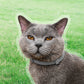 2Pcs Pet Collar Treatment Collar Adjustable Pets Collar