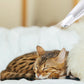 Pet Micro Precision Trimmer Pet Hair Clippers Waterproof Rechargeable Pet Shaver with LED Light